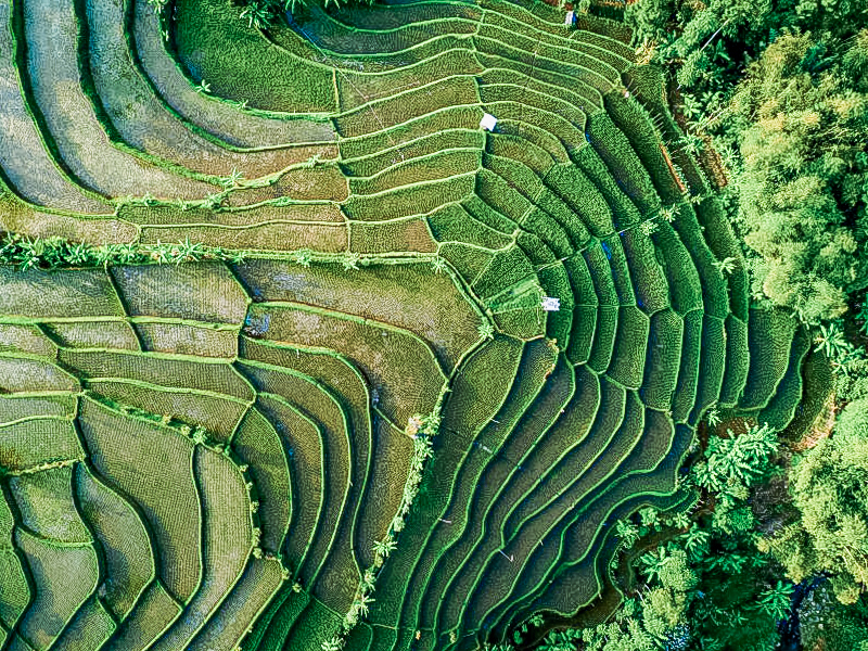Rijstvelden Indonesië